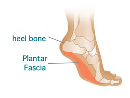 heel bone and plantar fascia